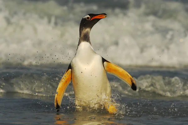 Gentoo penguin jumps out of the water