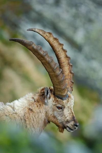 Detail portrait of antler Alpine Ibex