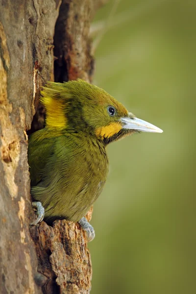 Greater Yellownape in the tree hole nest