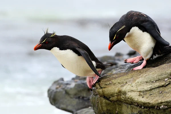 Rockhopper penguins  jumps out of  water