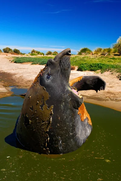 Female of Elephant seal