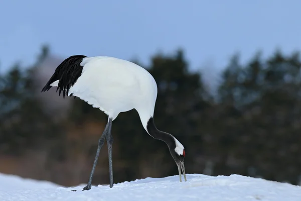 Red-crowned crane with snow