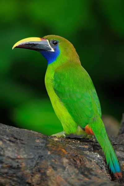 Blue-throated Toucanet in the nature habitat