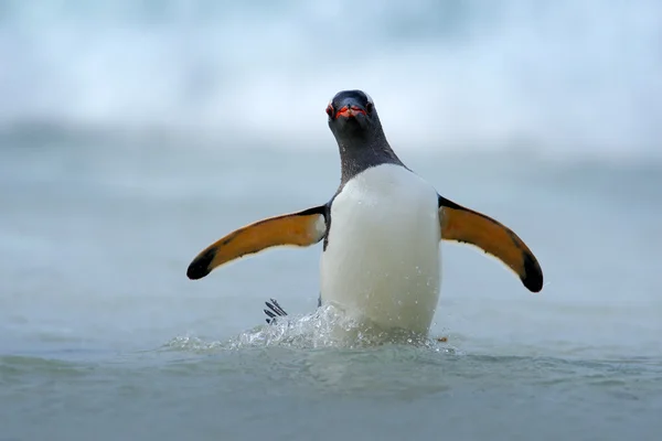 Gentoo penguin jumps out of water