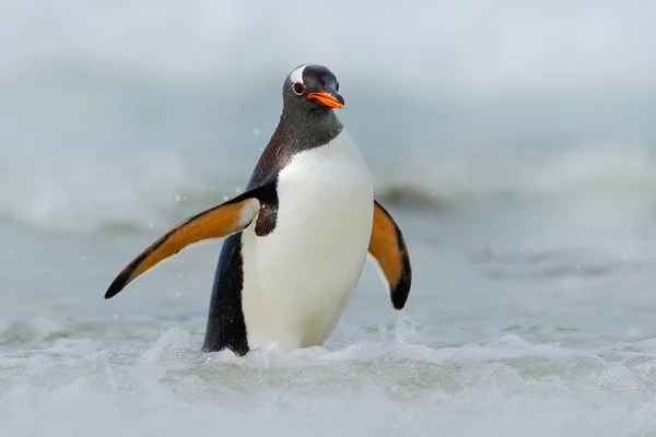 Gentoo penguin jumps out of water