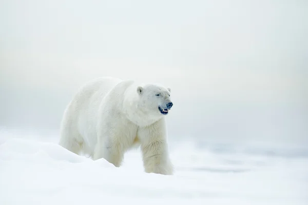 Polar bear on drift ice