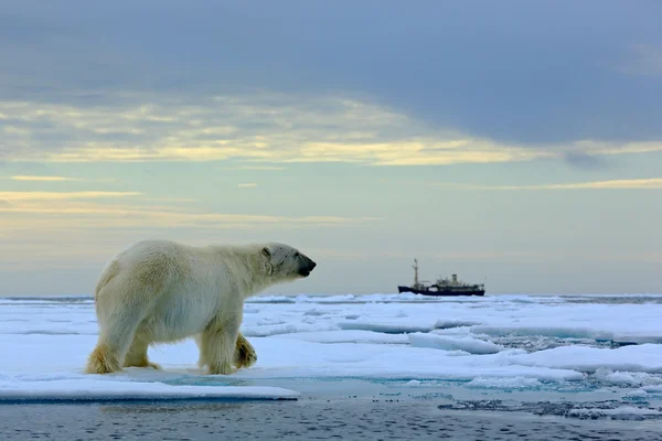 Polar bear on the drift ice