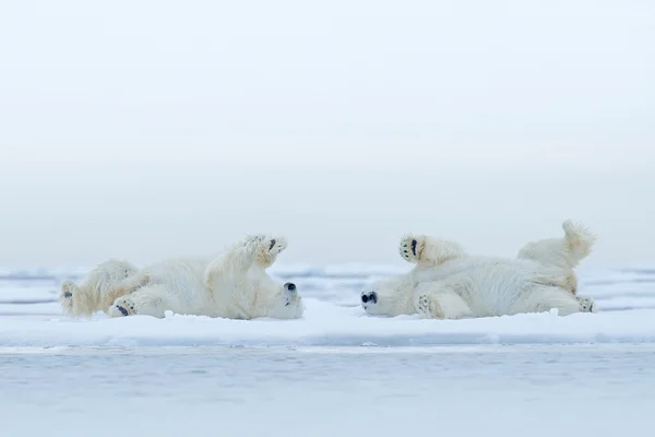 Two Polar bears lying