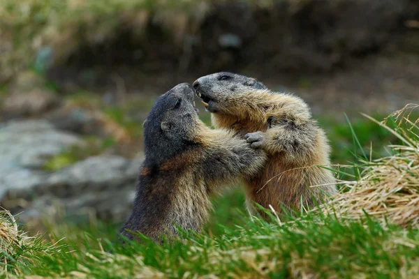 Fighting animals Marmots