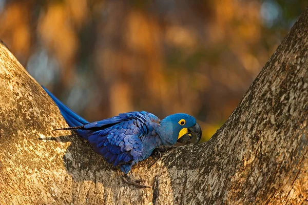 Big blue parrot Hyacinth Macaw