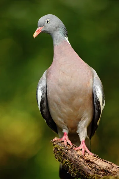 Ring dove sitting on branch