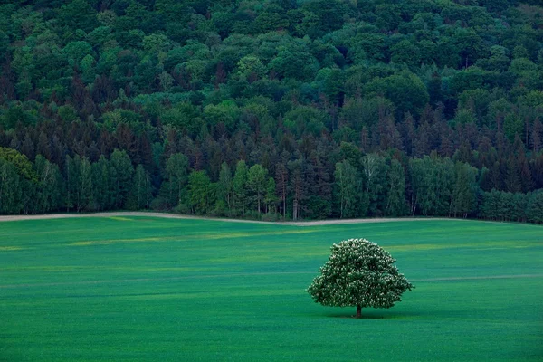 Solitary chestnut tree,