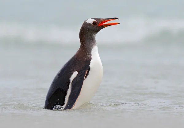 Gentoo penguin, water sea bird