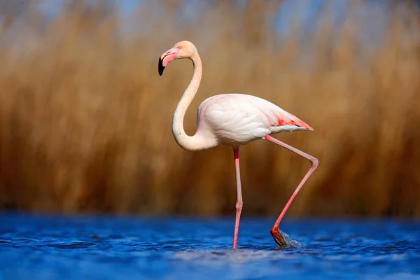 Greater Flamingo in dark blue water