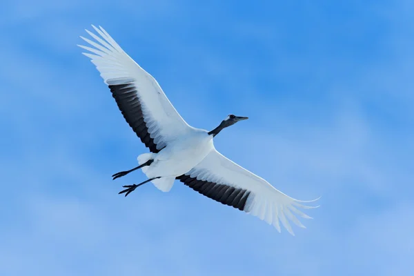 Flying White bird Red-crowned crane