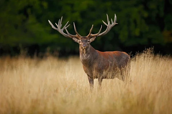 Powerful adult red deer