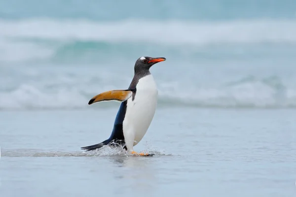 Gentoo penguin jumps out of the water