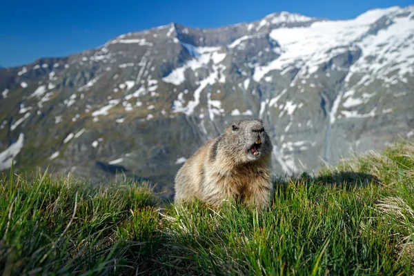 Cute animal Marmot