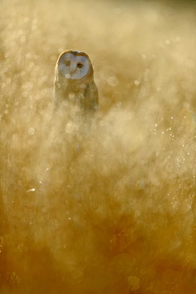 Barn owl with yellow grass