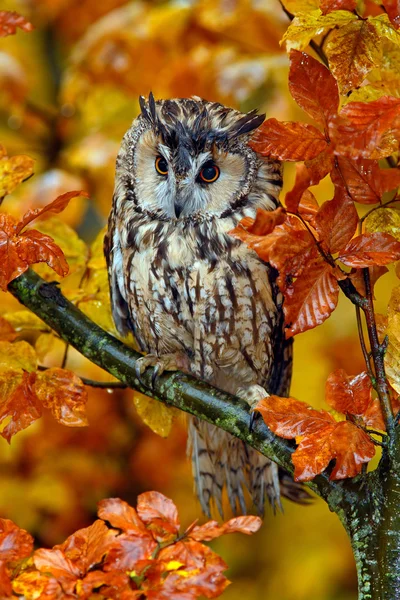 Long-eared Owl with oak leaves