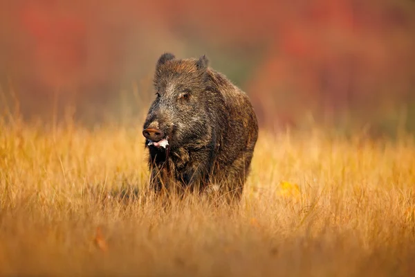 Big Wild boar
