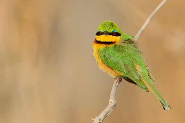 Green and yellow bird