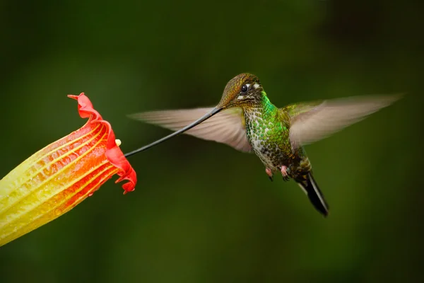 Sword-billed hummingbird fling