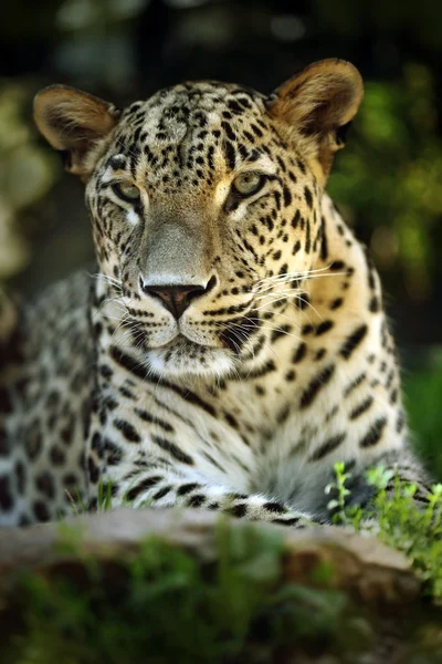 Detail portrait of jaguar