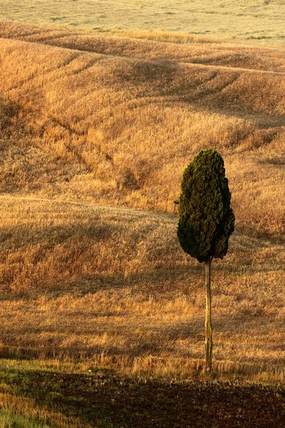 Lonely tree between fields