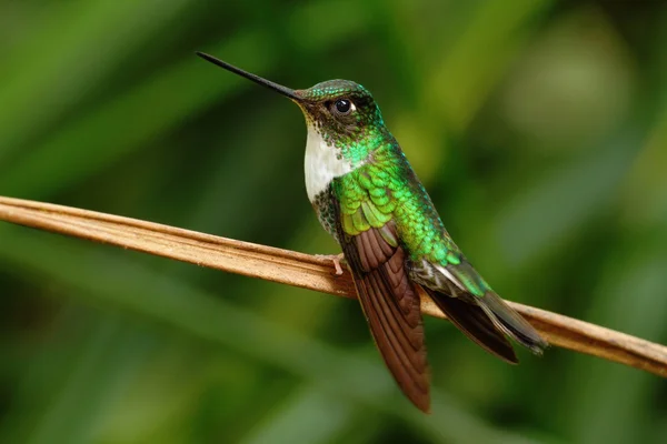 Collared Inca hummingbird