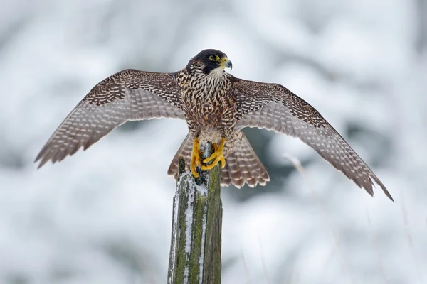Peregrine Falcon sitting on the tree trunk