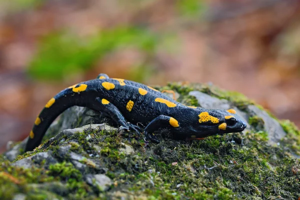 Gorgeous Fire Salamander