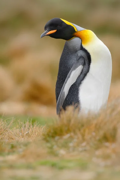 King penguin sitting in grass