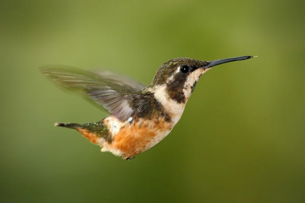 Flying small hummingbird