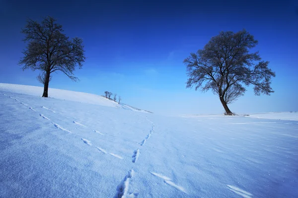 Two lone trees in winter landscape