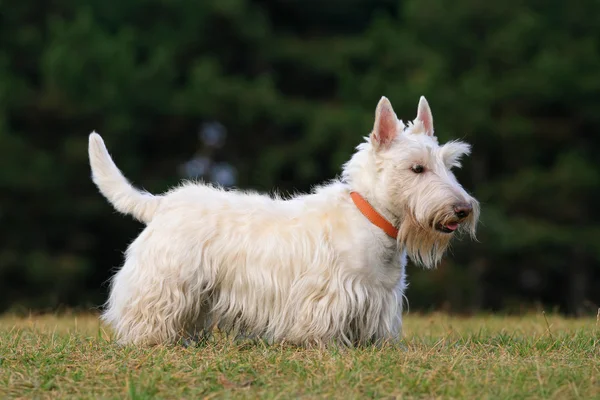 White scottish terrier