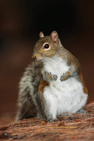 Cute animal in the forest ground