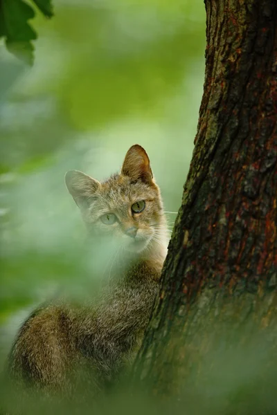 Wild Cat hiden in the green leaves