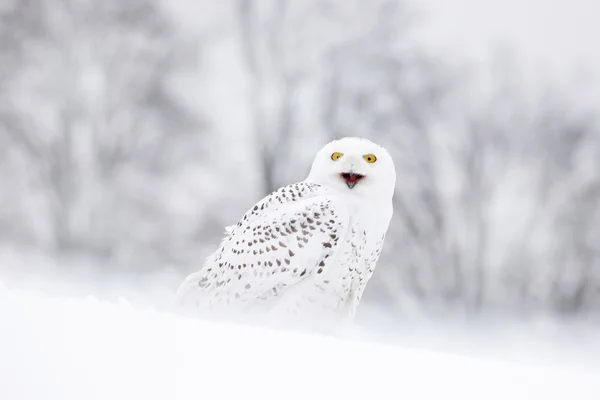 Snowy owl sitting on the snow