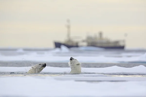 Fight of polar bears in water