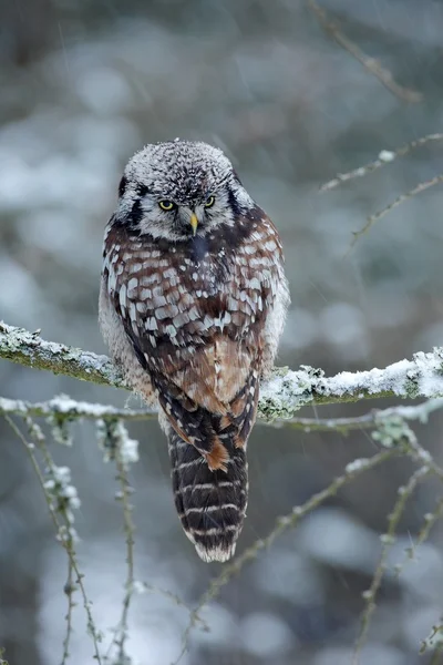 Hawk Owl sitting on the larch