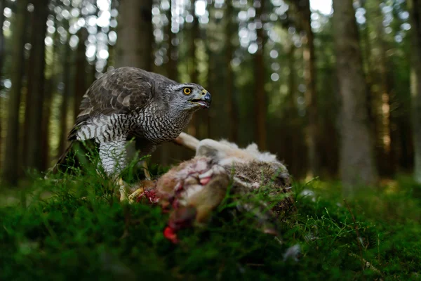 Bird of Prey Goshawk