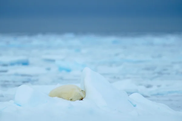 Polar bears, sleeping big animal