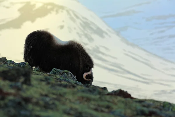 Musk Ox with mountain and snow