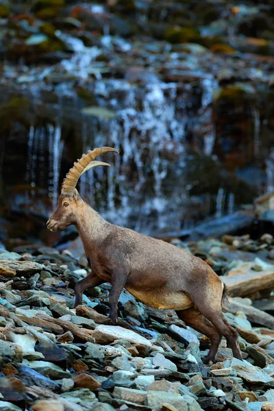 Ibex, antler alpine animal