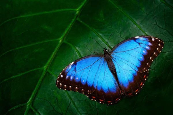 Blue butterfly sitting on green leaf