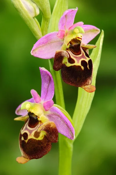Flowering European terrestrial wild orchid