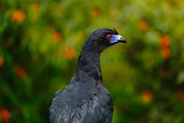 Black Guan, Chamaepetes unicolo