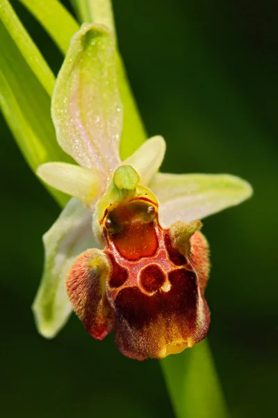 Flowering European terrestrial wild orchid