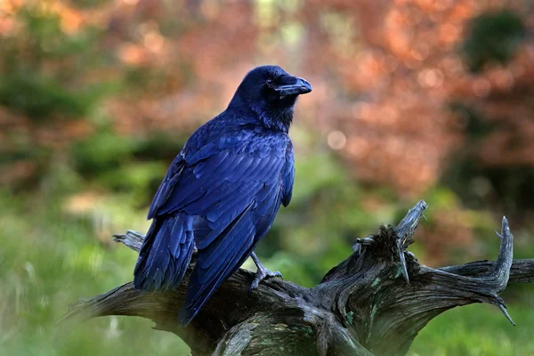 Black bird raven